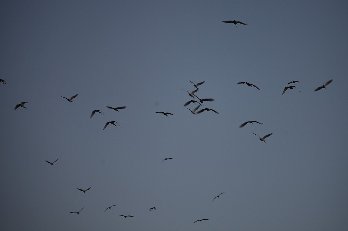 Australian Ibis - ML619824059