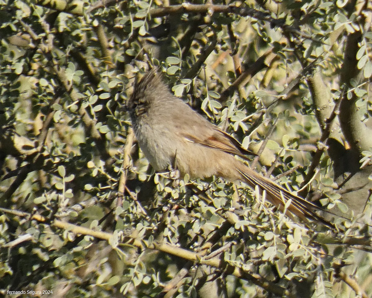 Tufted Tit-Spinetail - ML619824060