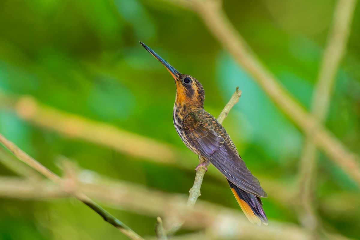 kolibřík pilozobý - ML619824081