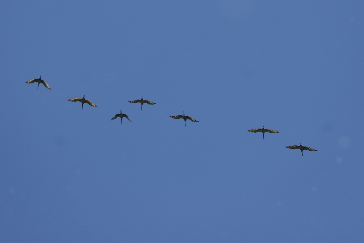 Sandhill Crane - ML619824109