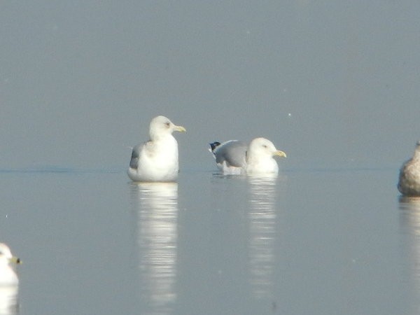 Iceland Gull (Thayer's) - ML61982411