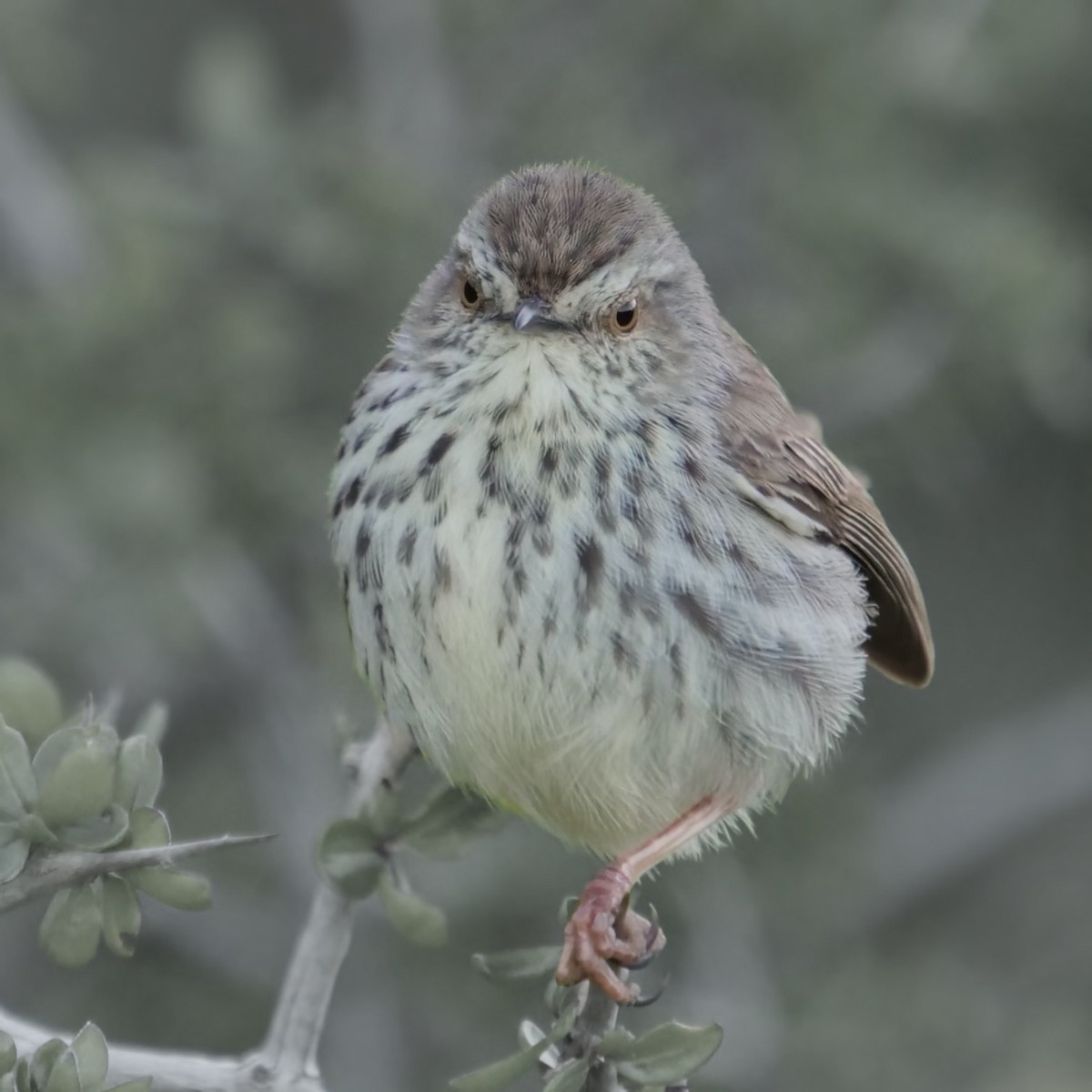 Prinia du Karoo - ML619824114