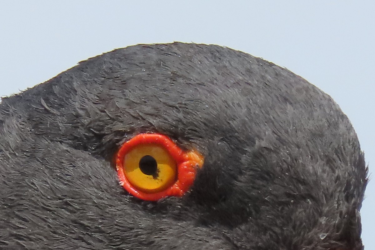 Blackish Oystercatcher - ML619824118