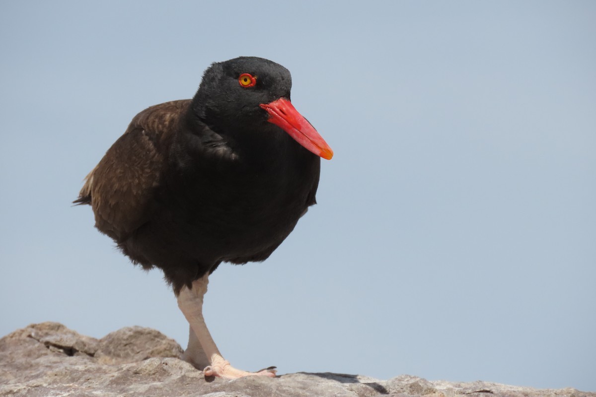 Blackish Oystercatcher - ML619824121