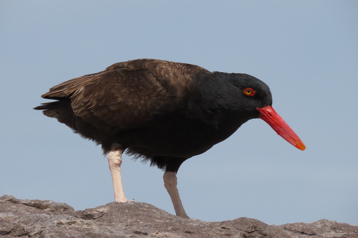 Blackish Oystercatcher - ML619824122