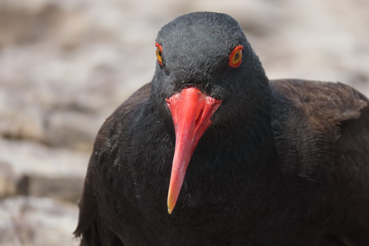 Blackish Oystercatcher - ML619824123