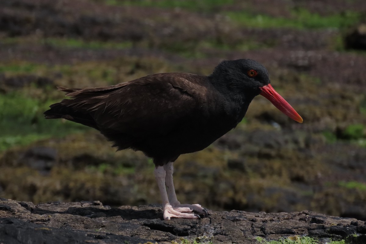 Blackish Oystercatcher - ML619824125