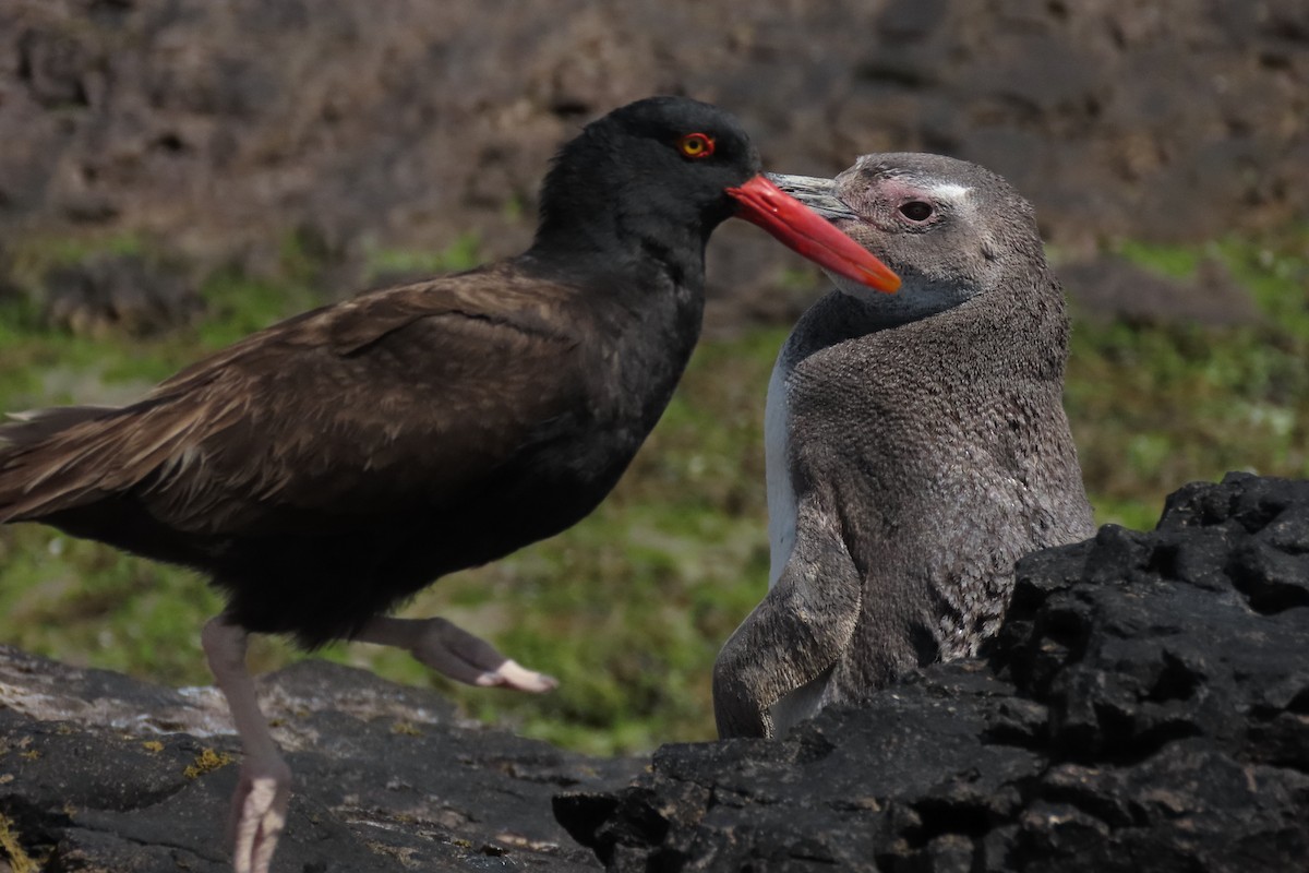 Blackish Oystercatcher - ML619824126