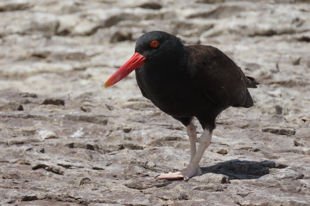 Blackish Oystercatcher - ML619824127