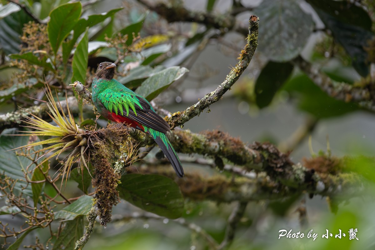 Quetzal Cabecidorado - ML619824130