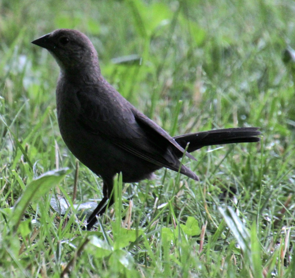 Brown-headed Cowbird - ML619824138