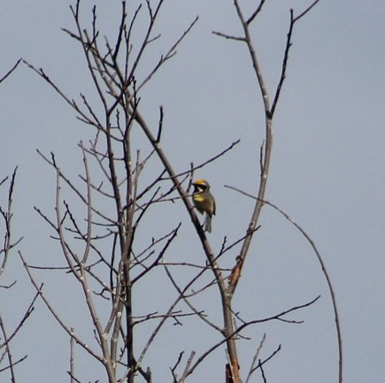 Golden-winged Warbler - ML619824188