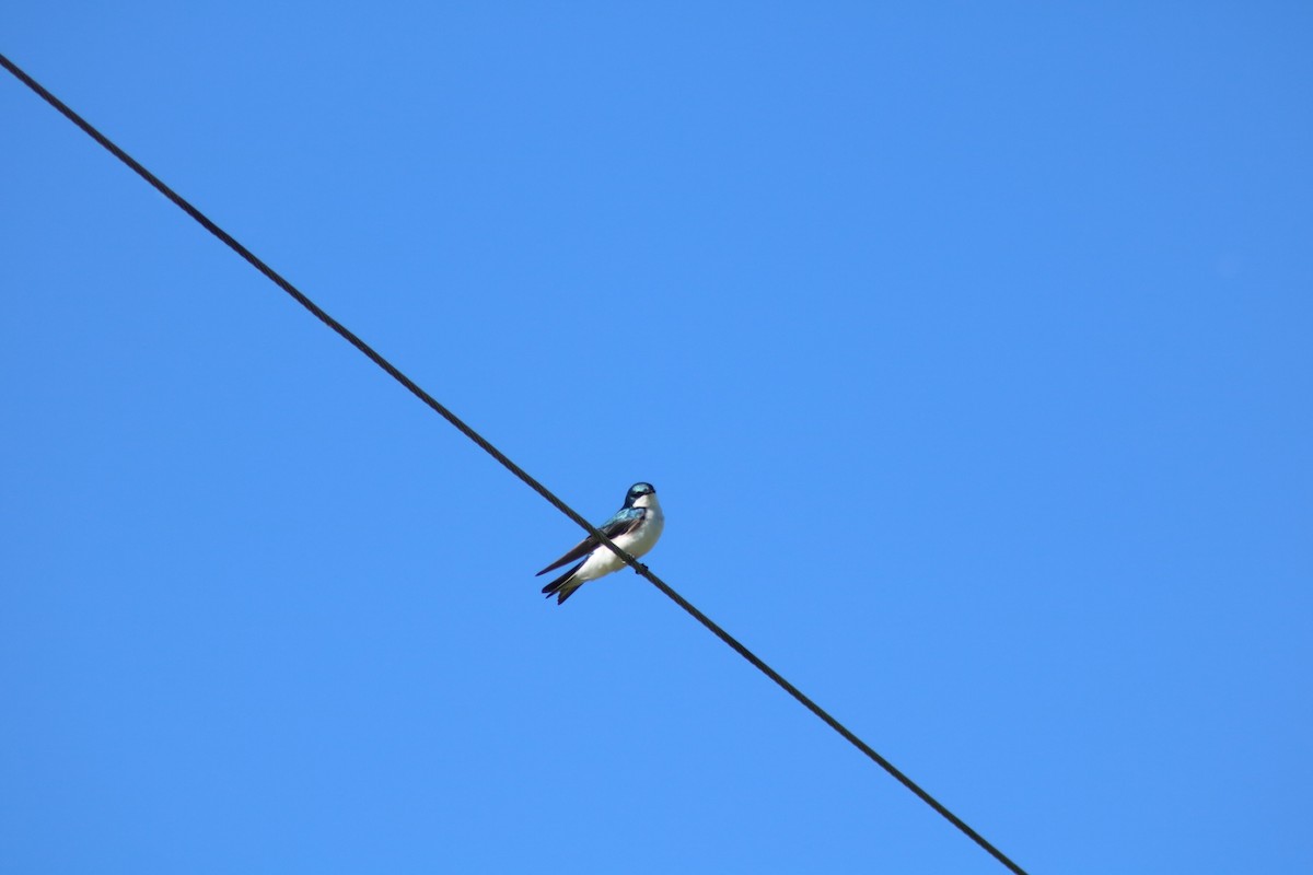 Tree Swallow - ML619824190