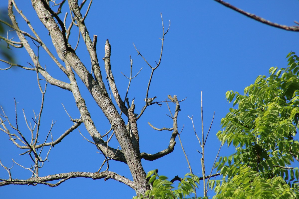 Cerulean Warbler - ML619824195