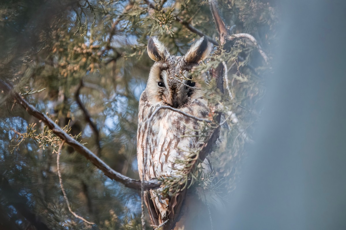 Long-eared Owl - ML619824201