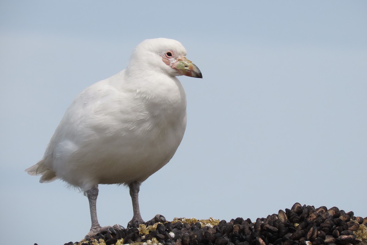 Snowy Sheathbill - ML619824207