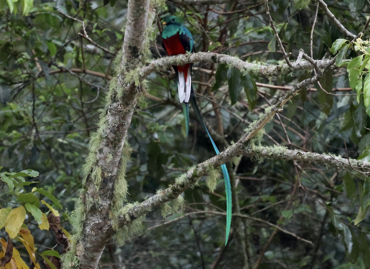 Quetzal Guatemalteco - ML619824224