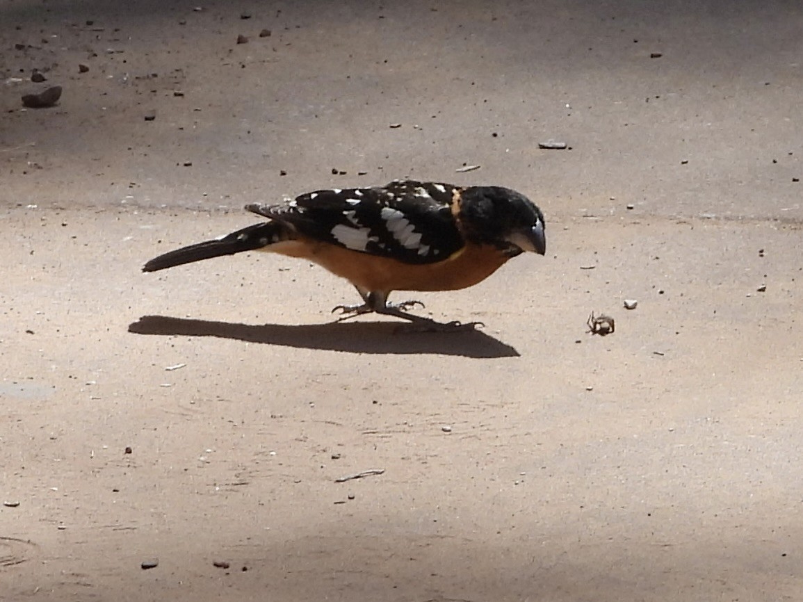 Black-headed Grosbeak - ML619824225