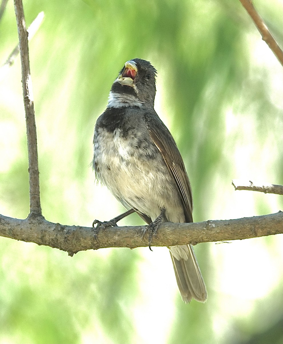 Double-collared Seedeater - ML619824226