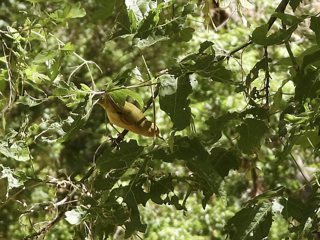 Paruline jaune - ML619824233