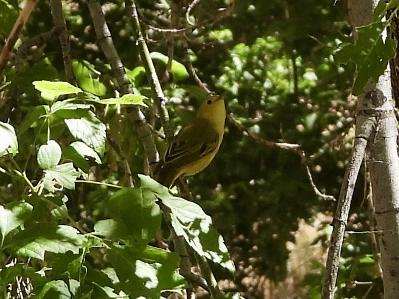 Yellow Warbler - ML619824236