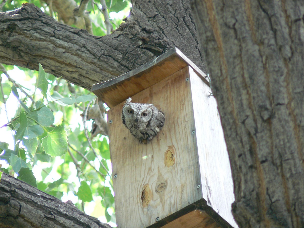 Western Screech-Owl - Nancy Cox