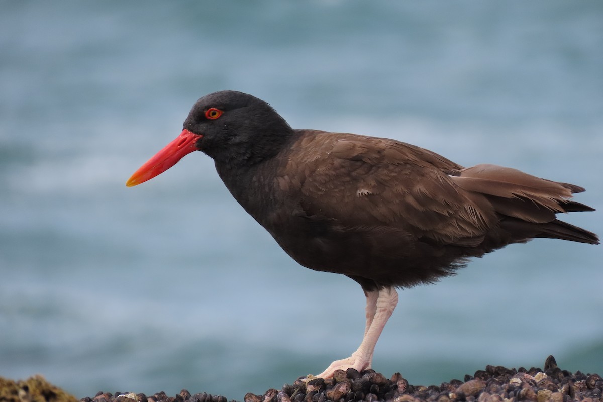 Blackish Oystercatcher - ML619824241