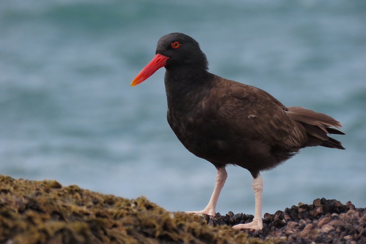 Blackish Oystercatcher - ML619824242