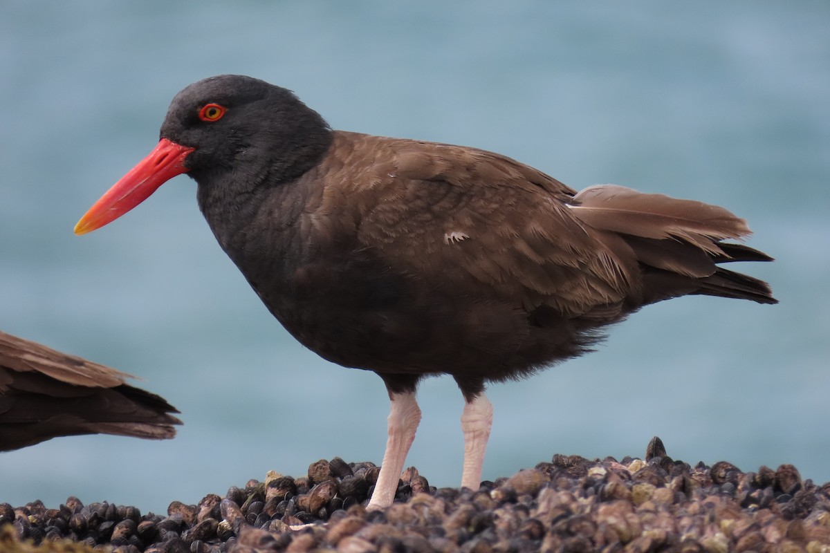 Blackish Oystercatcher - ML619824243