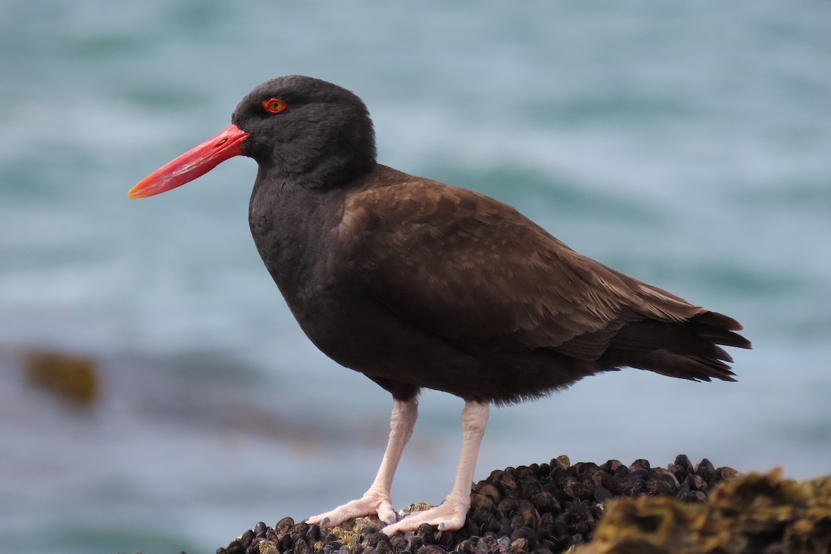 Blackish Oystercatcher - ML619824244