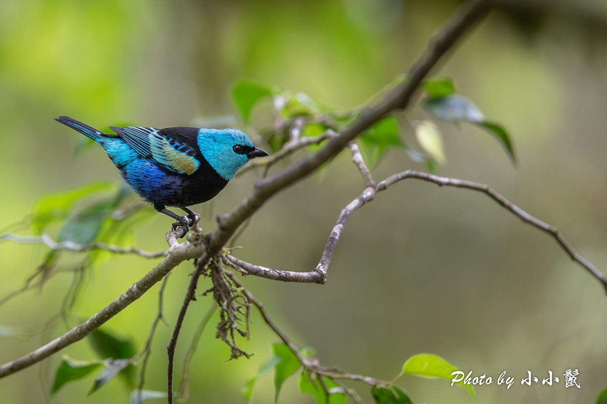 Blue-necked Tanager - ML619824249