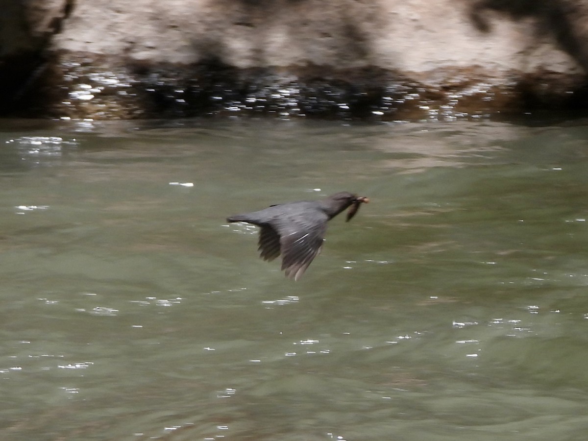 American Dipper - ML619824275