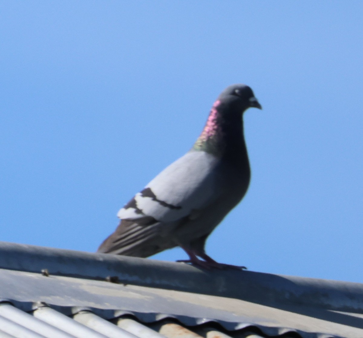 Сизый голубь (Одомашненного типа) - ML619824316