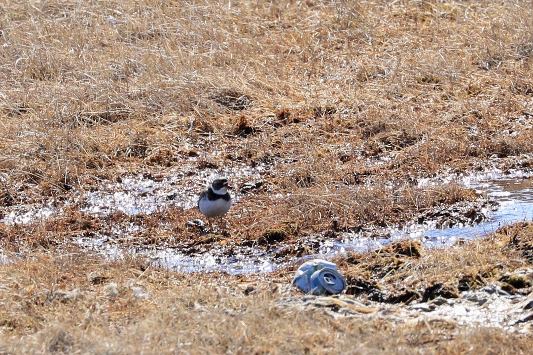 Common Ringed Plover - ML619824319