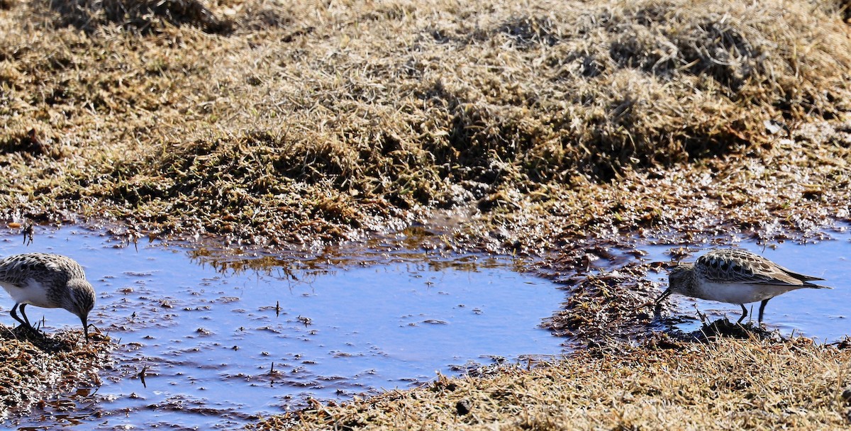 Baird's Sandpiper - ML619824341