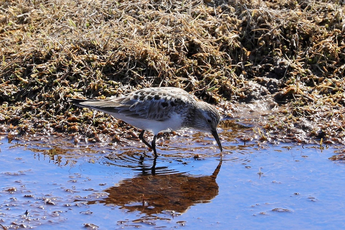 Baird's Sandpiper - ML619824343