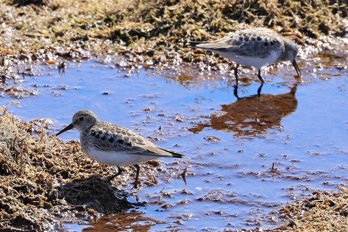 Bairdstrandläufer - ML619824344