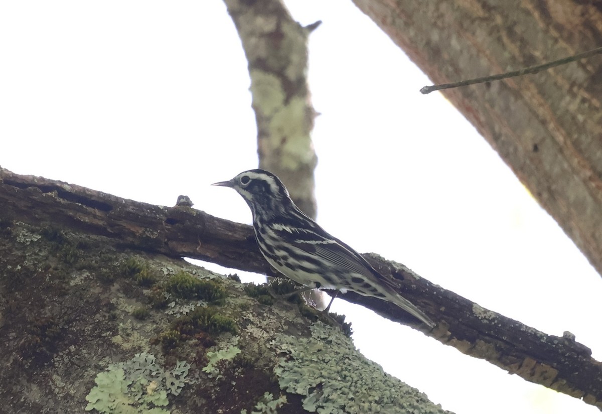 Black-and-white Warbler - ML619824345
