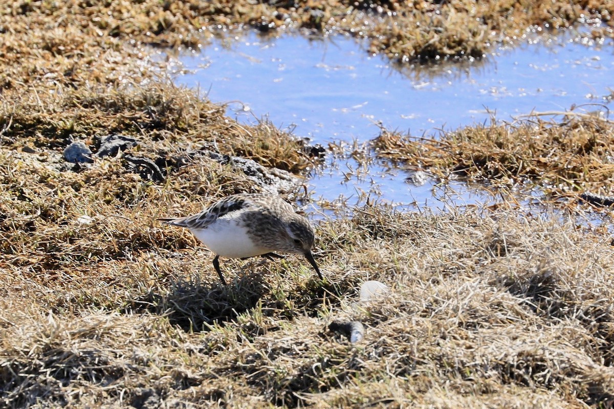 Baird's Sandpiper - Sam de Beer