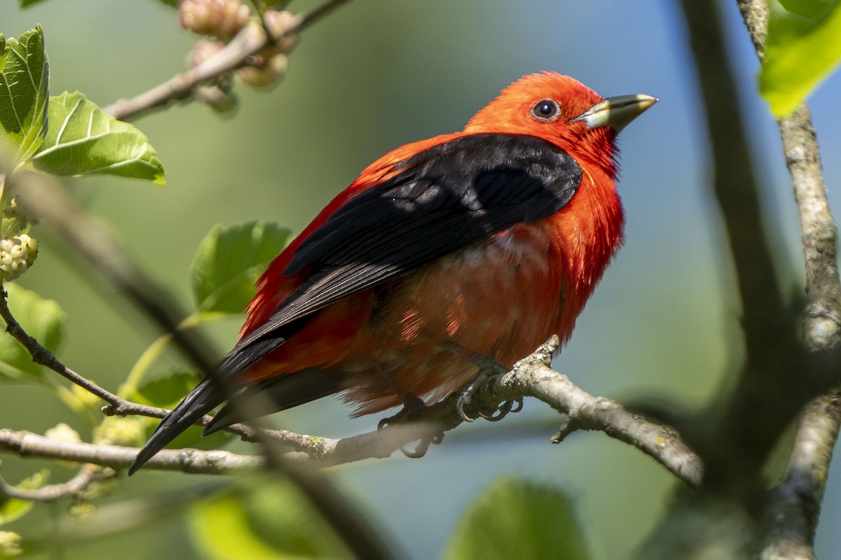 Scarlet Tanager - ML619824368