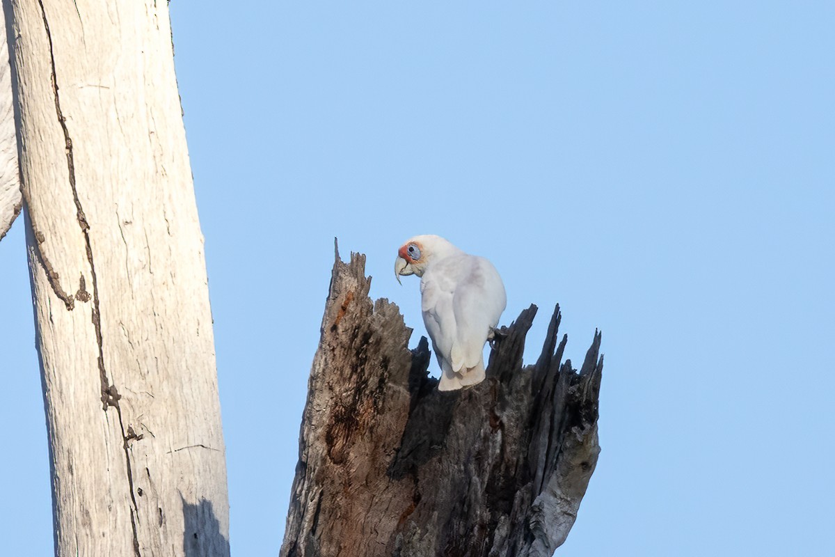 Long-billed Corella - ML619824377