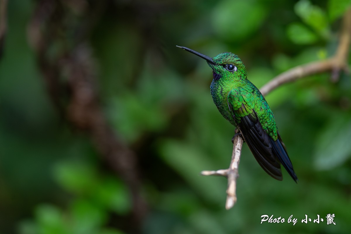 Green-crowned Brilliant - ML619824380