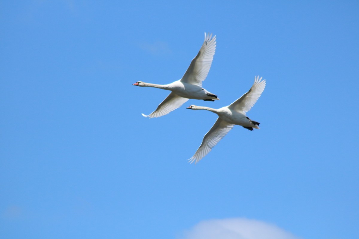 Cygne tuberculé - ML619824396