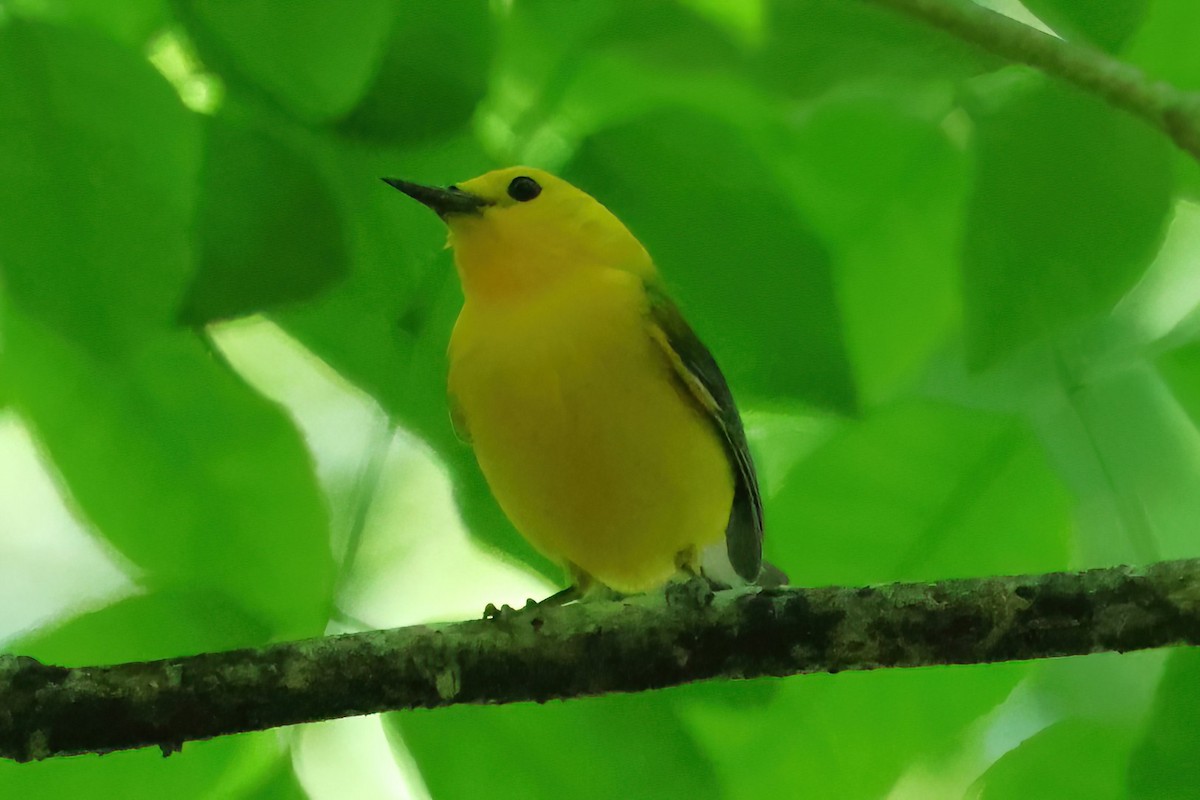 Prothonotary Warbler - ML619824401