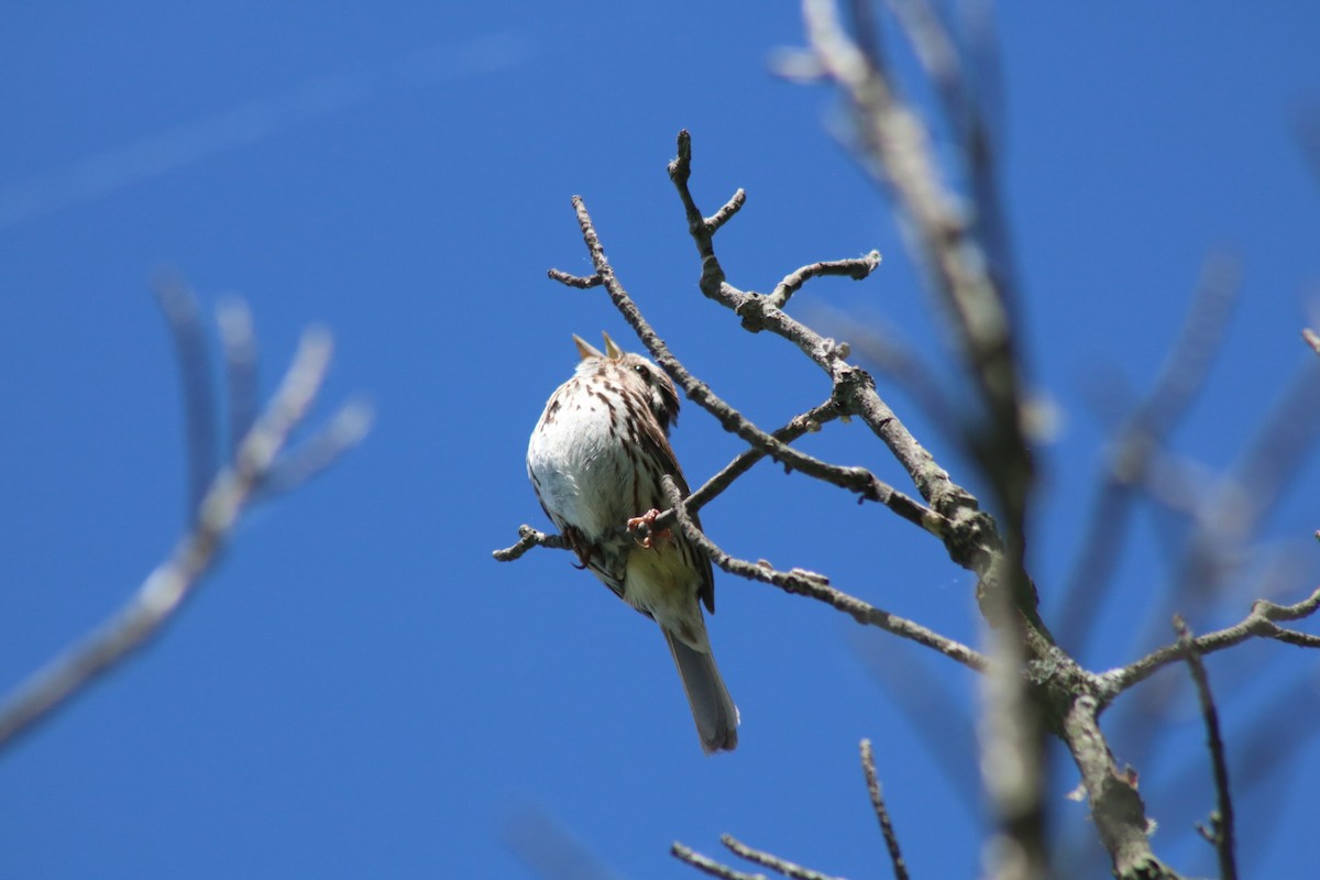 Song Sparrow - ML619824409