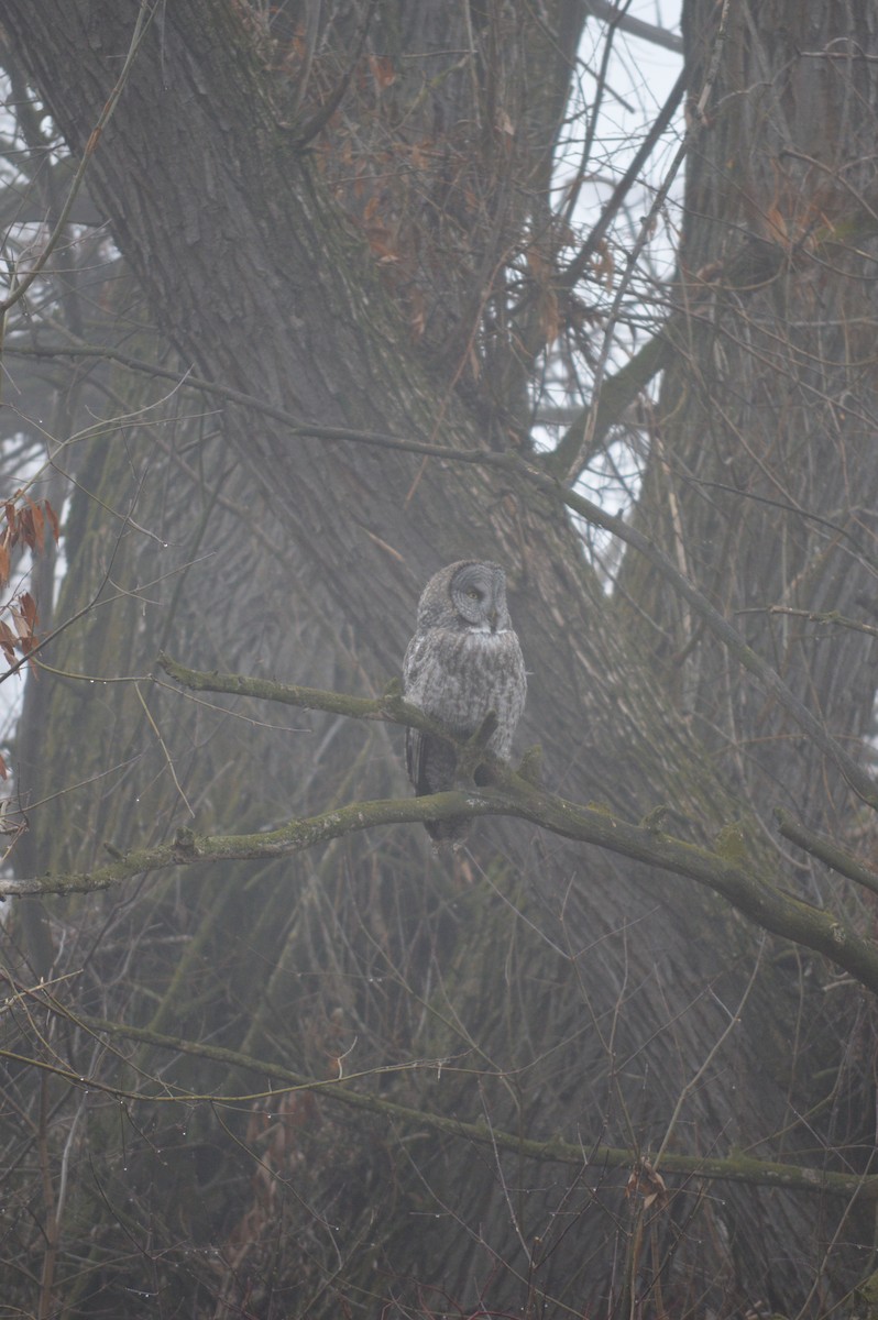 Great Gray Owl - ML619824413