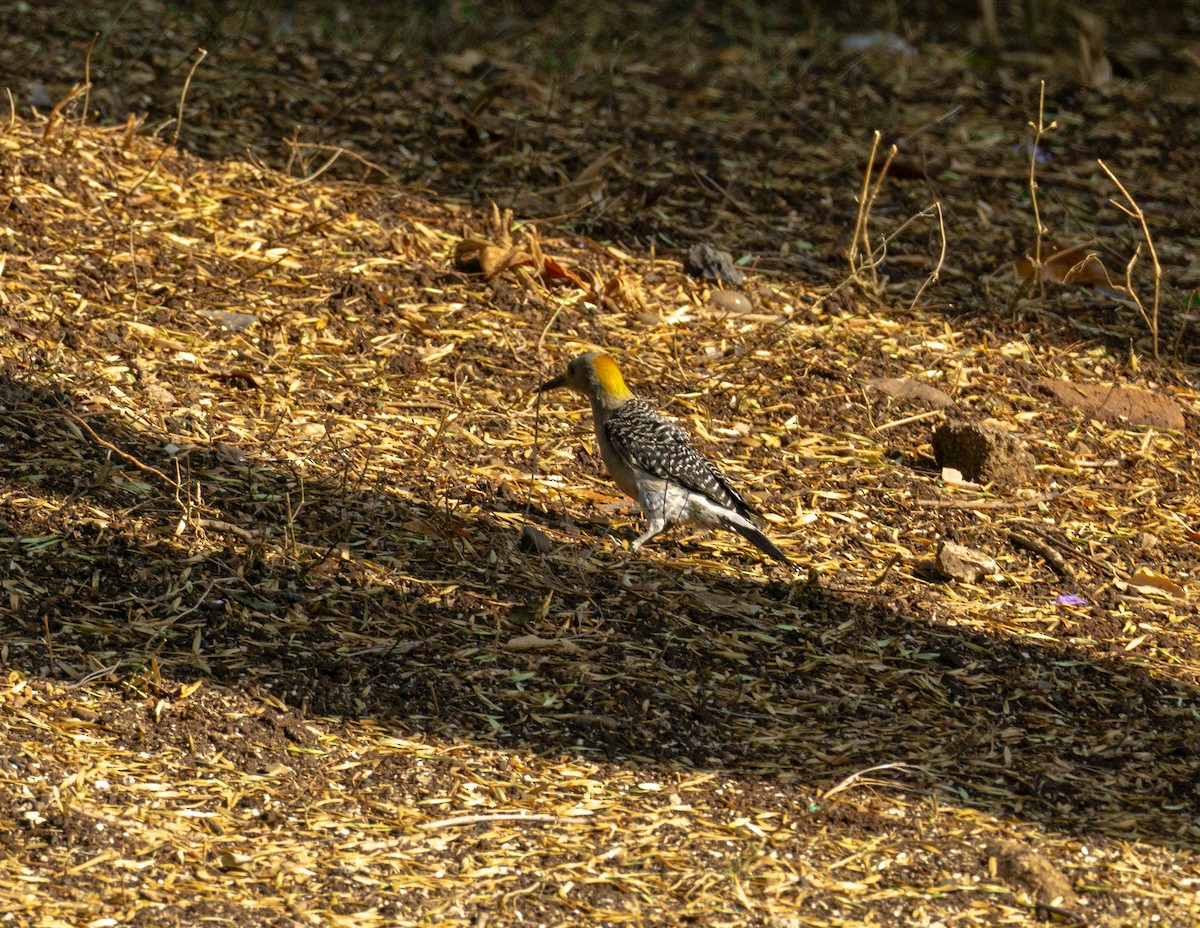 Golden-fronted Woodpecker - ML619824446