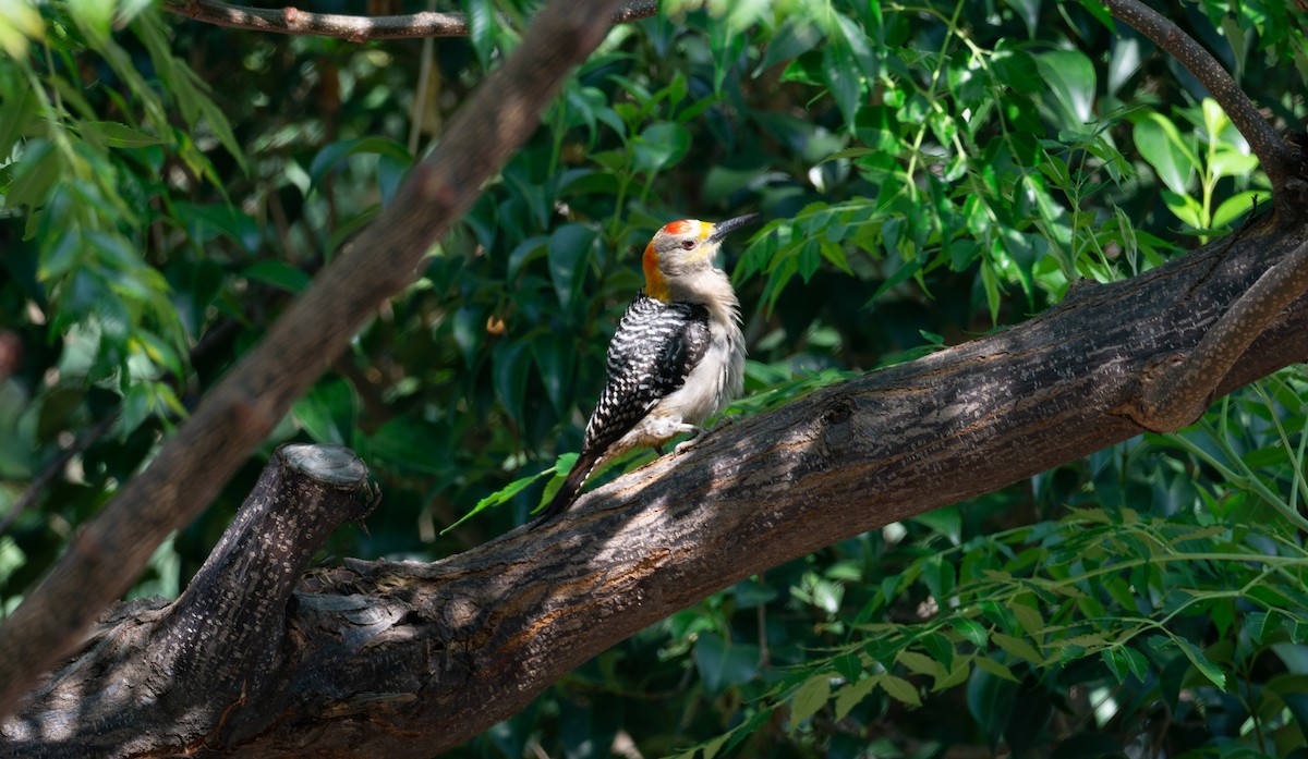 Golden-fronted Woodpecker - ML619824447