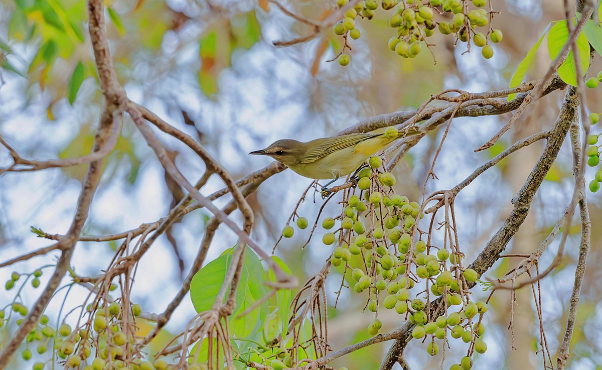 Black-whiskered Vireo - ML619824448