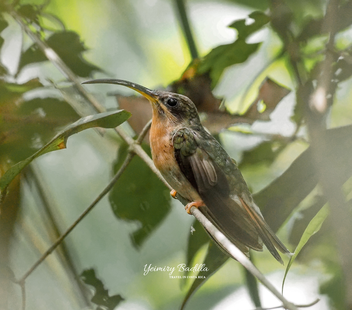 Rufous-breasted Hermit - ML619824467